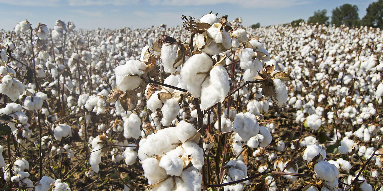 World Cotton Day – Baumwolle vom Feld bis zum Textil Baumwolle auf einem Feld zum World Cotton Day